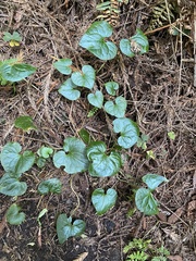 Asarum caudatum