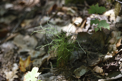 Equisetum scirpoides