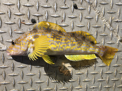 Hexagrammos decagrammus