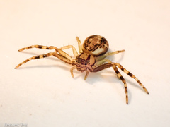 Diaea