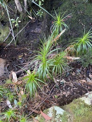 Dracophyllum secundum