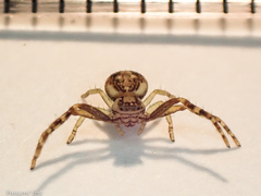 Diaea