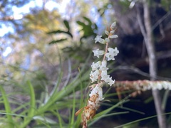 Dracophyllum secundum