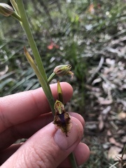 Calochilus campestris