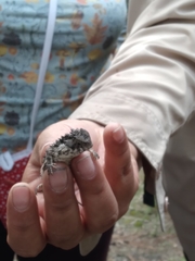 Phrynosoma orbiculare