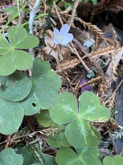 Oxalis oregana