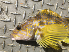 Hexagrammos decagrammus