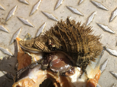 Fusitriton oregonensis