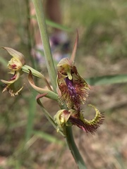Calochilus campestris
