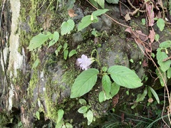 Henckelia anachoreta