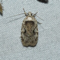 Agonopterix curvilineella
