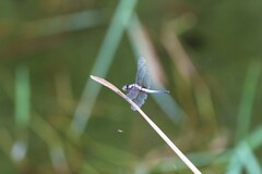 Brachydiplax chalybea