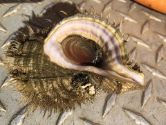 Fusitriton oregonensis