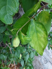 Calycanthus occidentalis