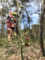 Calochilus campestris
