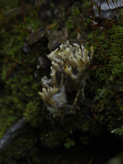 Sebacina schweinitzii