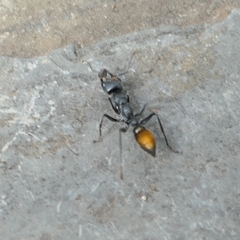 Myrmecia mandibularis