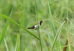 Lonchura leucogastroides