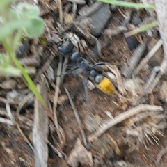 Myrmecia mandibularis
