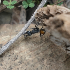Myrmecia mandibularis