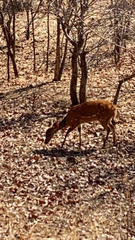 Tragelaphus sylvaticus
