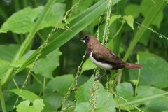 Lonchura leucogastroides