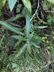 Centaurea triumfettii