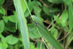 Lathrecista asiatica