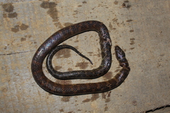 Erythrolamprus taeniogaster