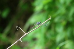 Potamarcha congener