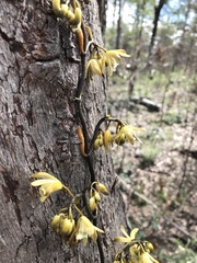 Erythrorchis cassythoides