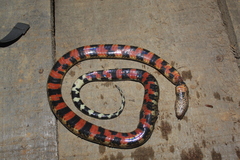 Erythrolamprus taeniogaster