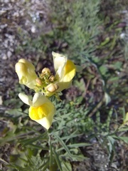 Linaria vulgaris