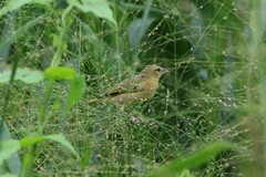 Ploceus jacksoni