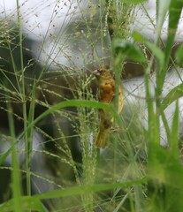Ploceus jacksoni