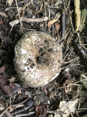 Russula densifolia