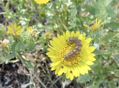 Heliothis phloxiphaga