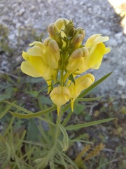 Linaria vulgaris