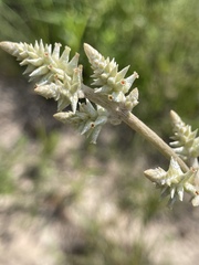 Froelichia floridana
