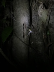 Argiope aetherea