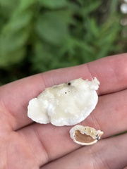 Gloeoporus dichrous