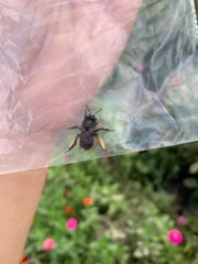 Melissodes bimaculatus