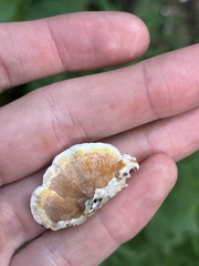 Gloeoporus dichrous