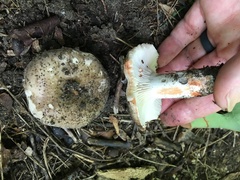 Russula densifolia