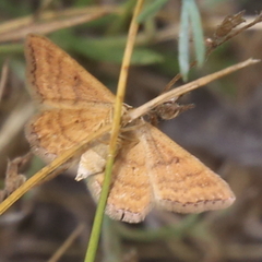 Idaea serpentata
