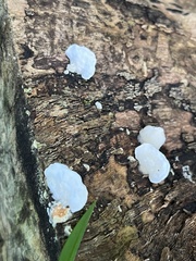 Gloeoporus dichrous