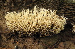 Clavulina connata
