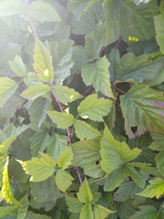 Rubus caesius