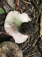 Russula densifolia