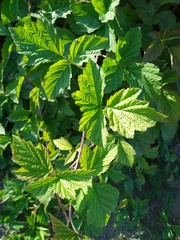 Rubus caesius